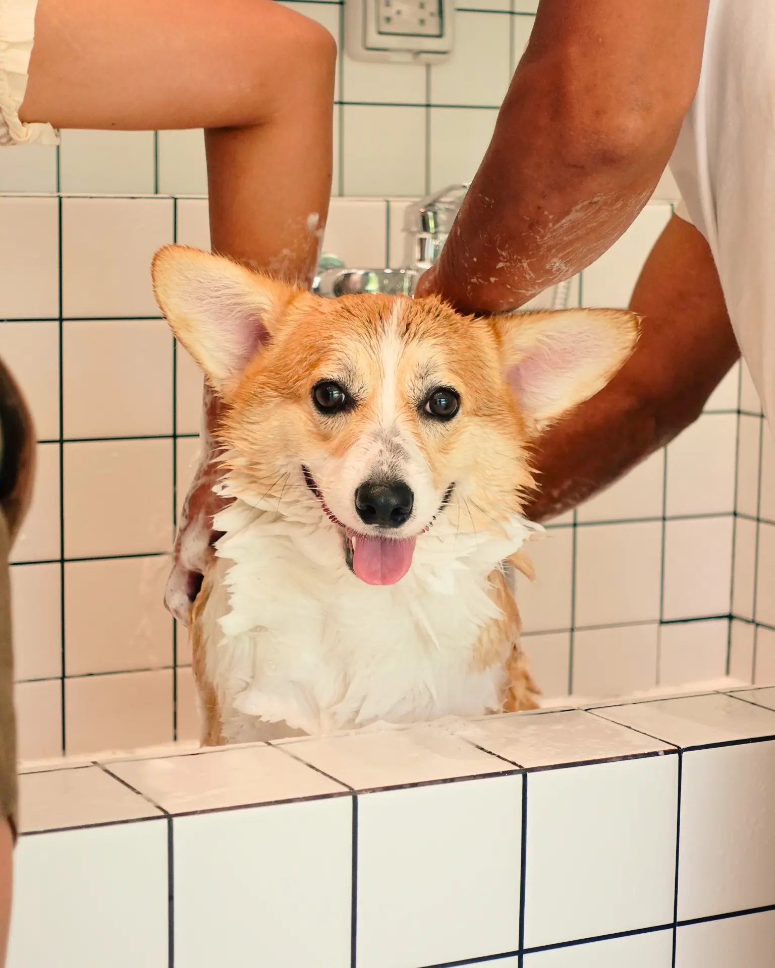Smiling corgi being washed at the HUND Wash Room